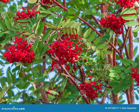 Mountain Ash Tree Bright Red Berries Stock Image - Image of autumn, bush: 257338717