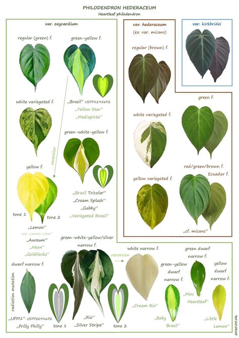 Philodendron Plant Guide Everything You Need To Know Homedecorish