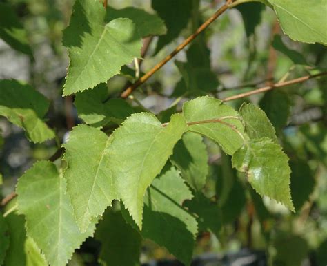 Paper Birch Tree Leaves