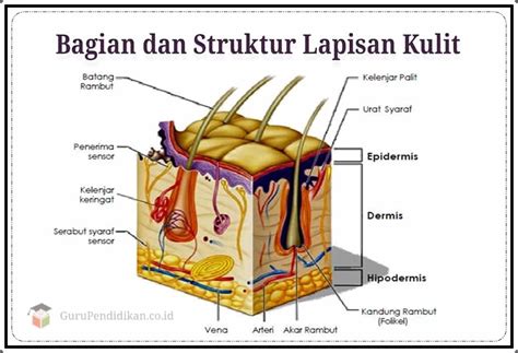 Rangkuman Pelajaran Ilmu Pengetahuan Alam Alat Indera