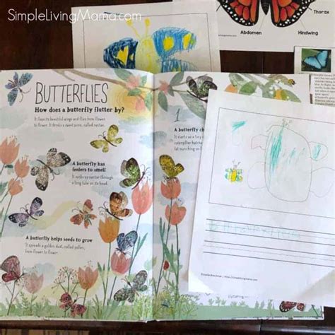 Nature Notebook Ideas Simple Living Mama