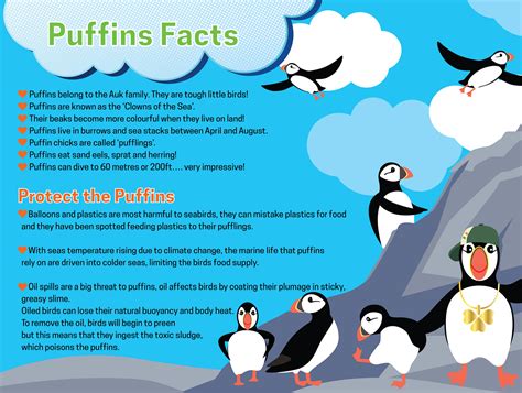 Puffin Facts | Puffin Paulie