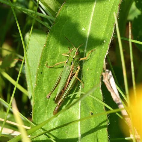 Omocestus Viridulus Common Green Grasshopper Acrididae 22  Flickr