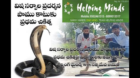 Helping Minds Venomous Snakes And Snake Bite First Aid Precautions Youtube