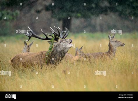 Calling Red Deer Stag With Does In The Rain During The Rutting Season