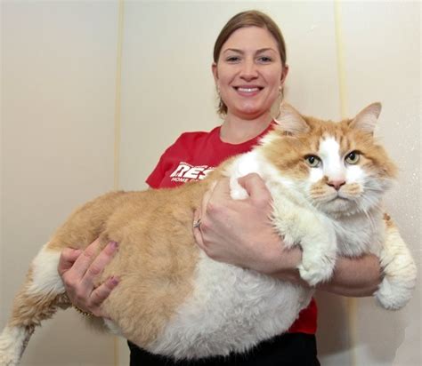 Conheça o Gato Mais Gordo do Mundo Homeopet