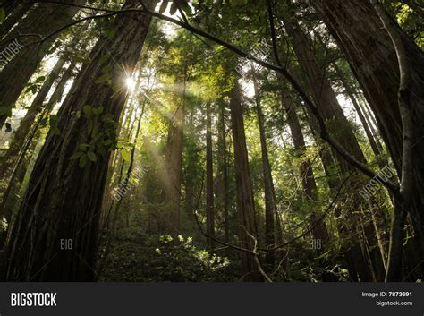 Redwood Forest Image & Photo (Free Trial) | Bigstock