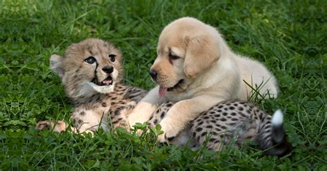 cheetah cub Archives - National Kitty