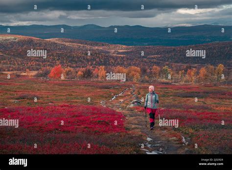 Woman Hiking On Kungsleden Long Distance Hiking Trail In Pieljekaise