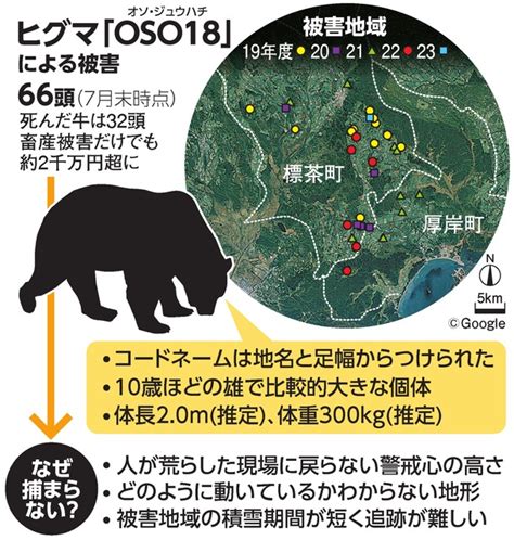 【北海道】 牛を襲ったヒグマ「oso18」の駆除に成功！ハンターは気づかずに仕留める じじネタ Show Time