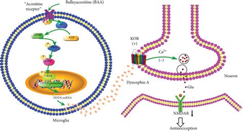 Schematic illustration of the spinal microglial dynorphin A κ opioid