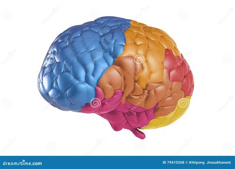 Creativity Brain Stock Illustration Illustration Of Motivate 79410268