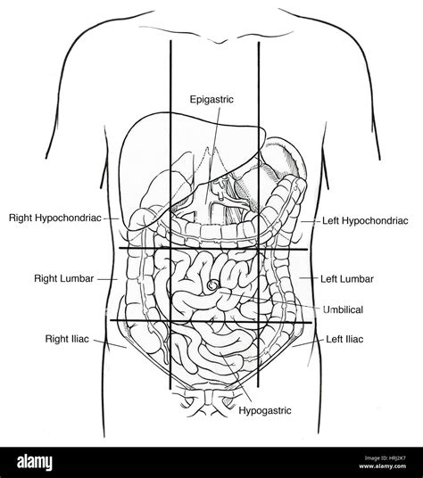 Illustration De Neuf R Gions Abdominale Photo Stock Alamy