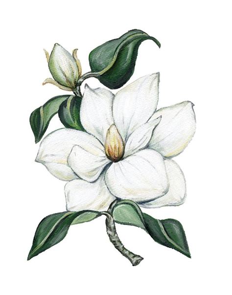 Magnolia I Beautiful Flower Drawings Flower Art Painting Flower