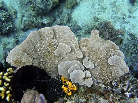 magical mysteries  marine sponges current biology