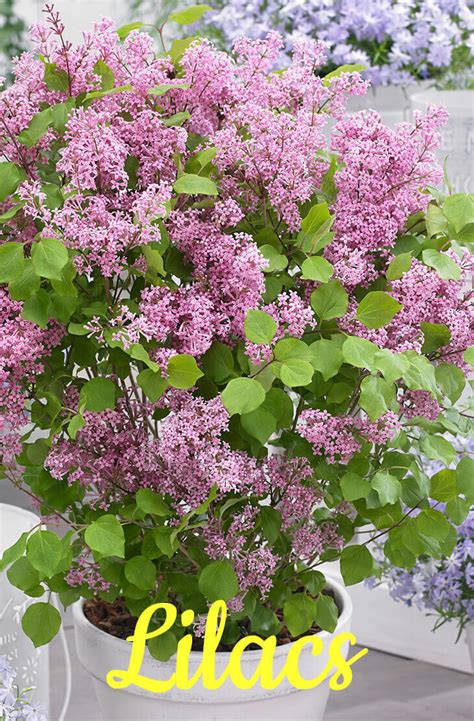 Best Evergreen Shrubs for Pots at Home - Home Gardeners