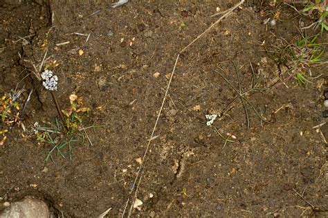 Lomatium gormanii | Cody Hinchliff | Flickr