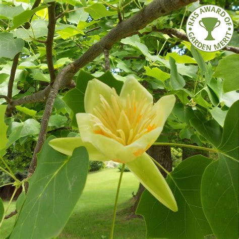 Gardening Plants Tulip Poplar Tree 2 3ft American Tulip Tree Bare