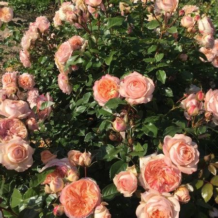 Сурир дэ Хавр — Питомник Иващенко