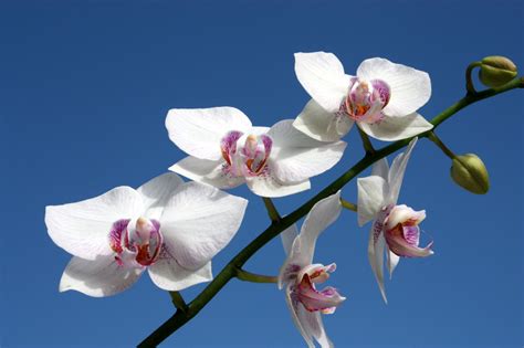 Orchidea Stelo Secco Cosa Fare Soluzioni Rimedi E Consigli