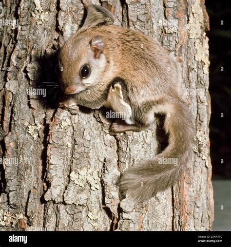 SOUTHERN FLYING SQUIRREL - on tree Stock Photo - Alamy