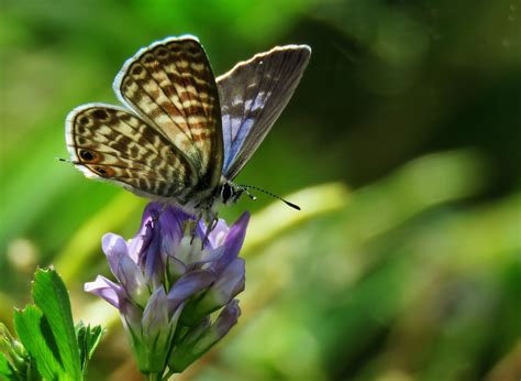 Mariposa Naturaleza Insecto Foto Gratis En Pixabay Pixabay