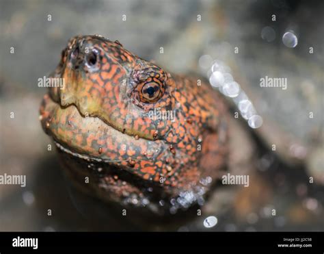 Head turtle hi-res stock photography and images - Alamy