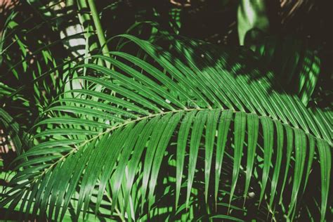 Palm Tree Foliage Vintage Tropical Background Retro Toned Macro