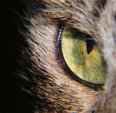 Eye Mites In Cats