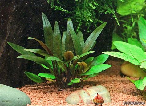 Cryptocoryne Beckettii Petchii Petchs Water Trumpet Flowgrow