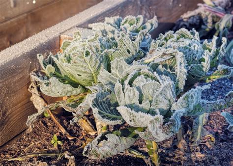 Zone Winter Crops How To Grow Winter Vegetables In Zone Gardens