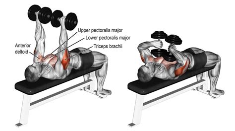 Bigger Stronger Arms With Lateral Head Triceps Exercises