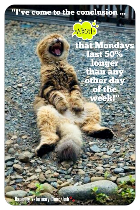 Monday Humor New Day New Week Animal Humor Cute Cat Wishing