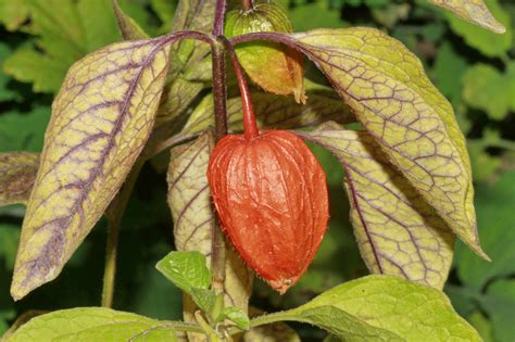 Болезни физалиса (62 фото) » НА ДАЧЕ ФОТО