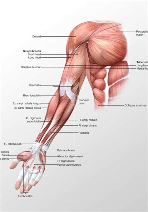 Human Arm Muscles Diagram Labeled