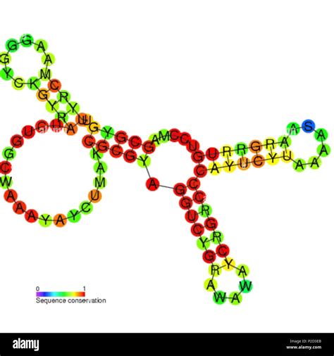 Rna Nucleotide Sequence