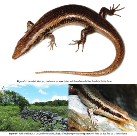 Species New To Science Herpetology 2016 Mabuya Parviterrae A New