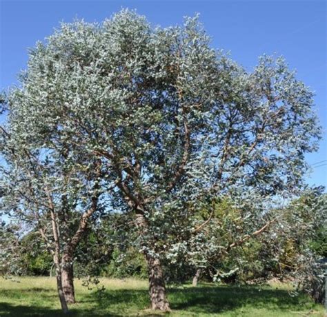 Eucalyptus Gunnii Cider Gum Hello Hello Plants