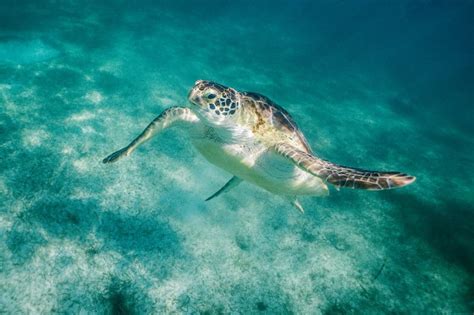 Praia De Akumal Como Chegar Quando Ir E Dicas De Nado Tartarugas