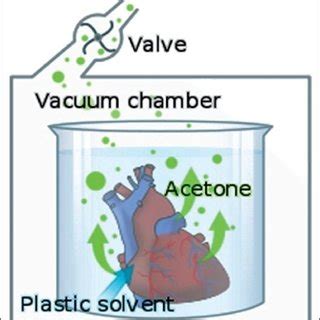 Flow diagram depicting the steps in plastination process | Download Scientific Diagram