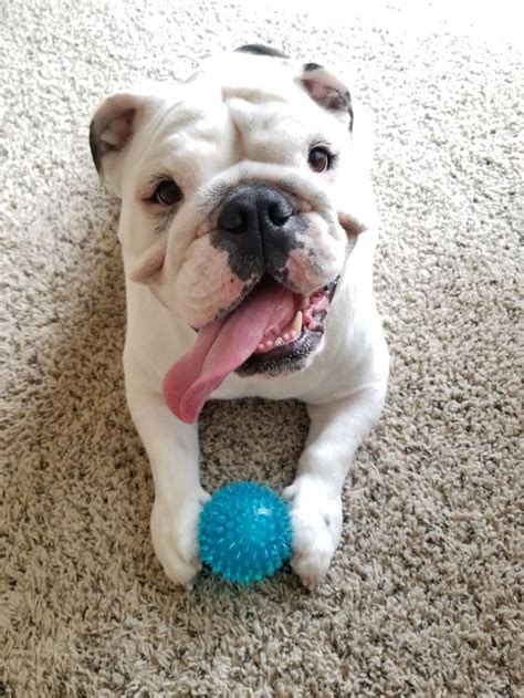 Rox Deaf English Bulldog With A Blue Ball