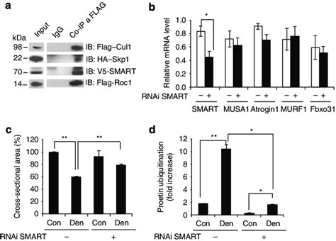 Smart Is A Novel Ubiquitin Ligase Required For Denervation Dependent