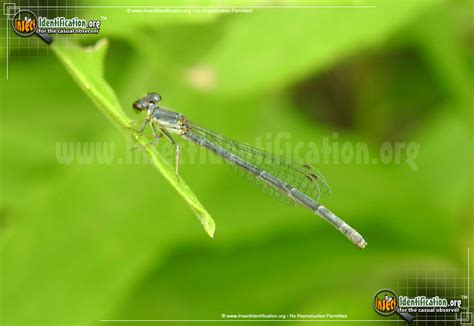 American Bluet Damselfly