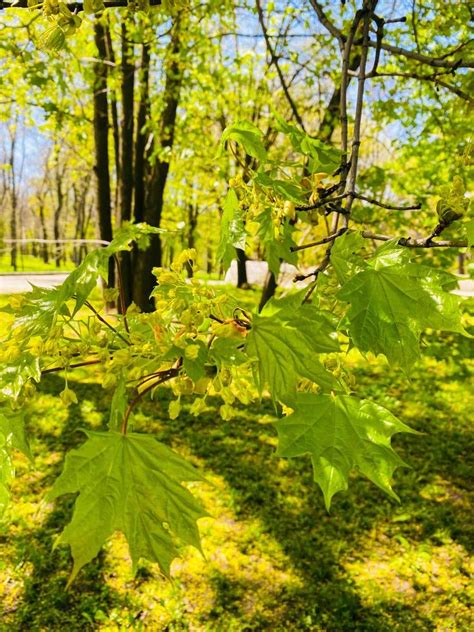 maple autumn leaves 11146458 Stock Photo at Vecteezy