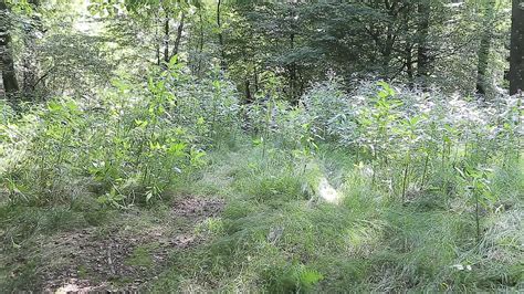 Tortured Outdoors Part 7 Brunette Brunette Porn By Madambathory XHamster