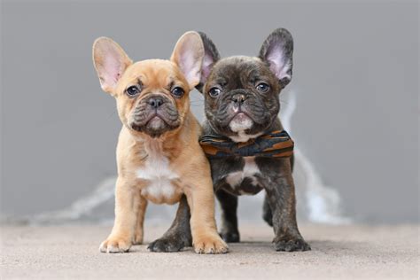 Choosing The Perfect French Bulldog Puppy: Expert Guide