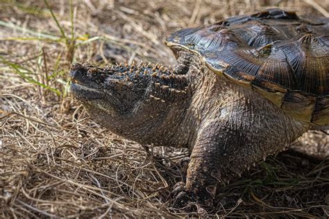 Common Snapping Turtle Pet