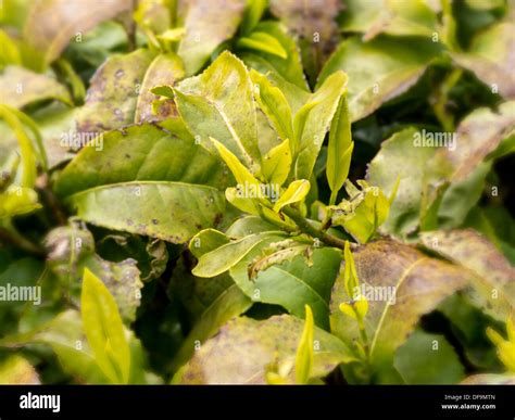 Tea Plant Camellia Sinensis Hi Res Stock Photography And Images Alamy