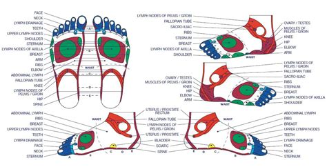 Best Reflexology Chart Printable Templates