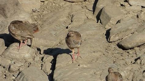 (Chakor bird family) | Beautiful views of the freedom of the wild ...